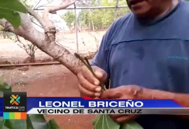 Dos plantas peligrosas tienen en alerta a los médicos por un aumento en las intoxicaciones