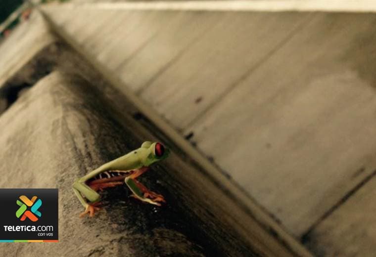 Mortalidad de ranas es el principal reto que enfrentan los expertos en la ruta 257