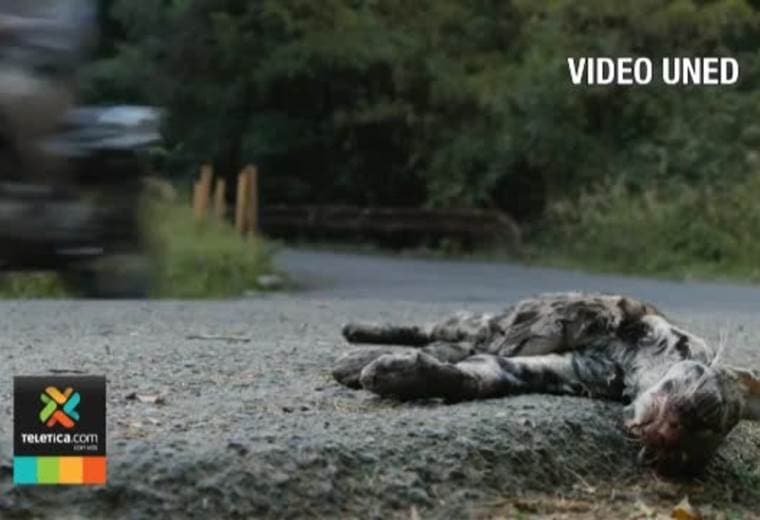 Mortalidad de ranas es el principal reto que enfrentan los expertos en la ruta 257