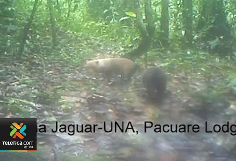 sabe usted qué es o conoce un perro de monte