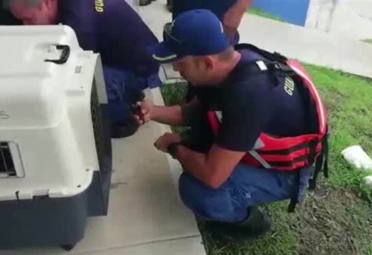 Guardacostas liberan lobo marino rescatado en playa Grande