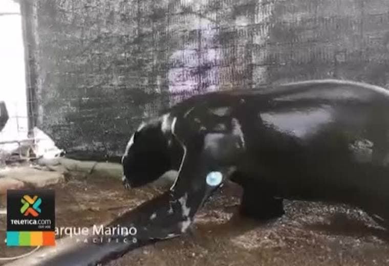 Guardacostas liberan lobo marino rescatado en playa Grande