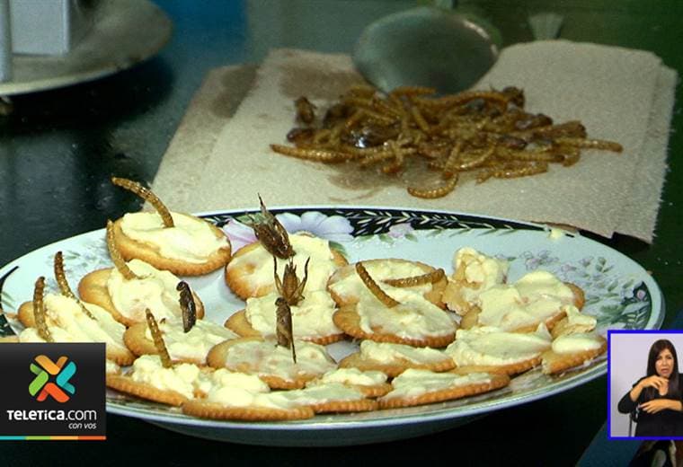 UCR promueve la creación de alimentos a base de insectos como grillos, avispas y larvas