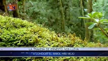 La travesía de Ernesto por el Guarco: un árbol de 2000 años!