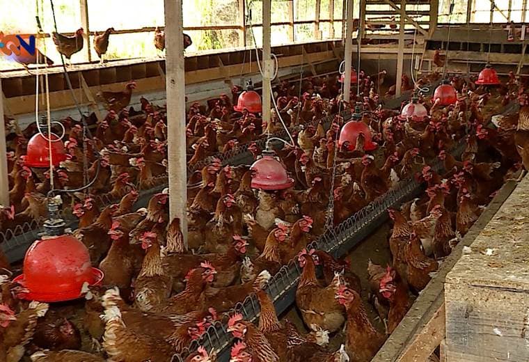 Producción de huevos