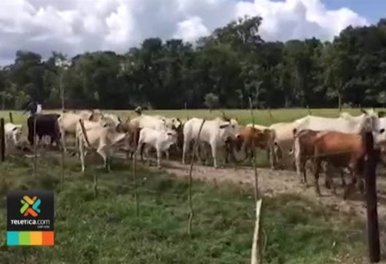 Al menos tres denuncias ingresan por día por robo de ganado, según el OIJ