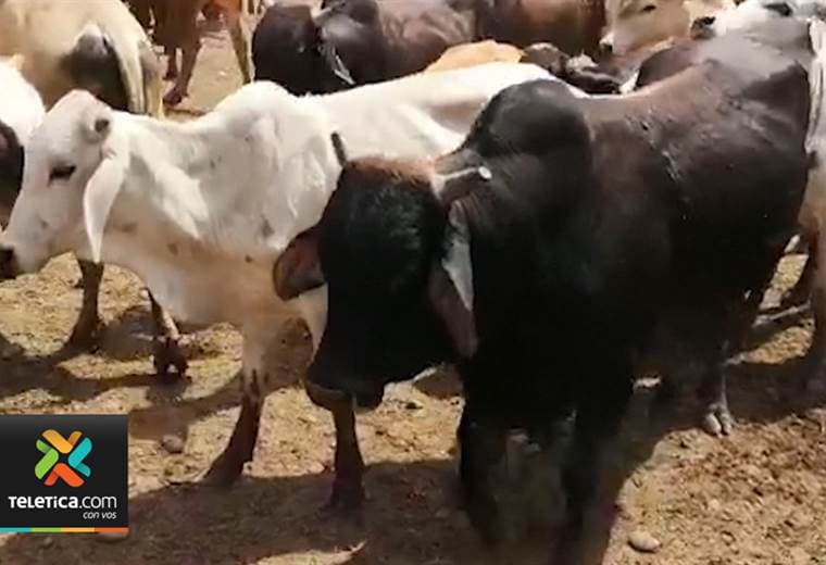 Al menos tres denuncias ingresan por día por robo de ganado, según el OIJ