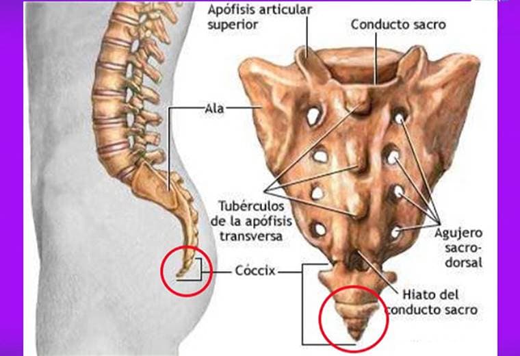 ¿Qué es dolor de coxis y cuáles son sus tratamientos?
