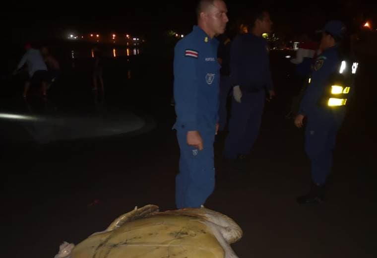Rescate de tortugas en Cieneguita de Limón