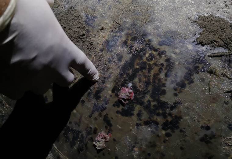 Rescate de tortugas en Cieneguita de Limón