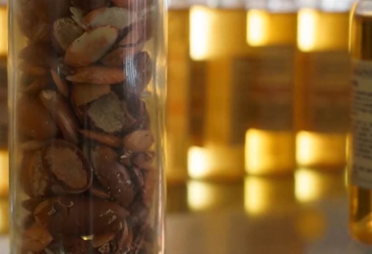 Consejos para aplicar de forma correcta el aceite de argán en su cabello