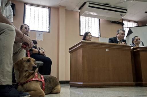 Primer juicio por maltrato animal en Costa Rica. Foto AFP
