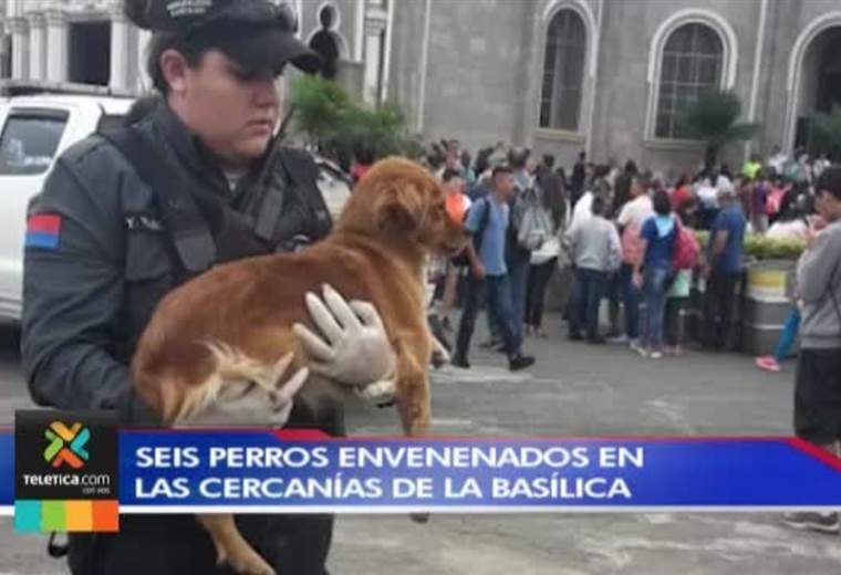 Al menos seis perros envenenados en los alrededores de la Basílica de Cartago