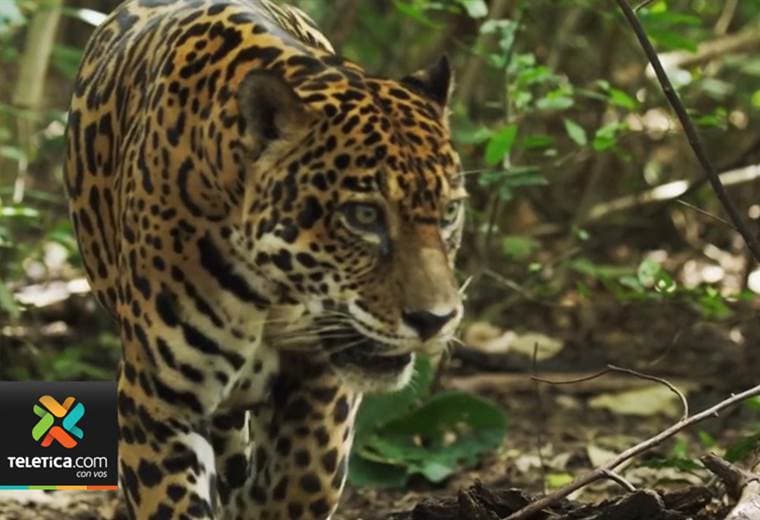 Alianza entre el INS y el Minae busca proteger especies en peligro como el jaguar
