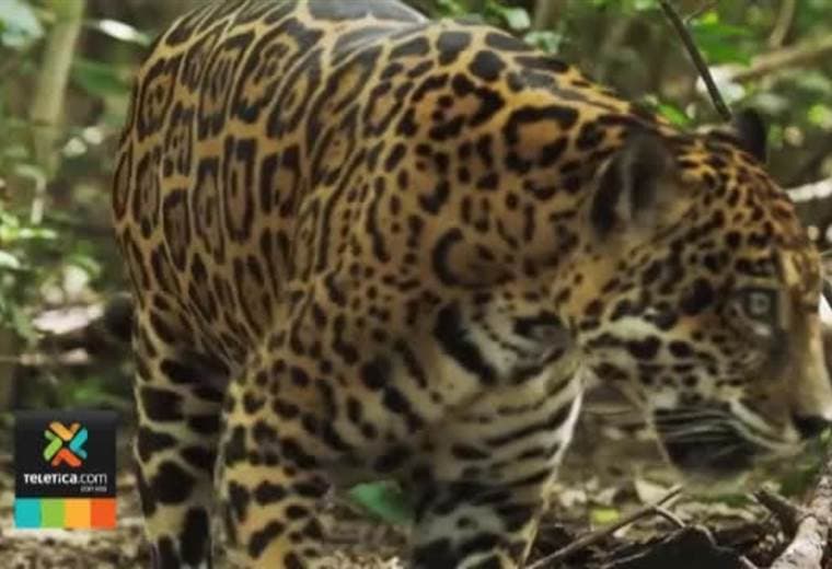 Alianza entre el INS y el Minae busca proteger especies en peligro como el jaguar