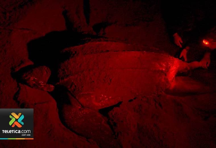 Reserva Pacuare es el proyecto de conservación de tortuga baula más importante del país