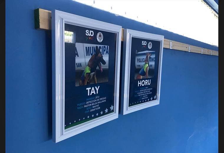 Dos perros se jubilaron de sus labores como policías en San José