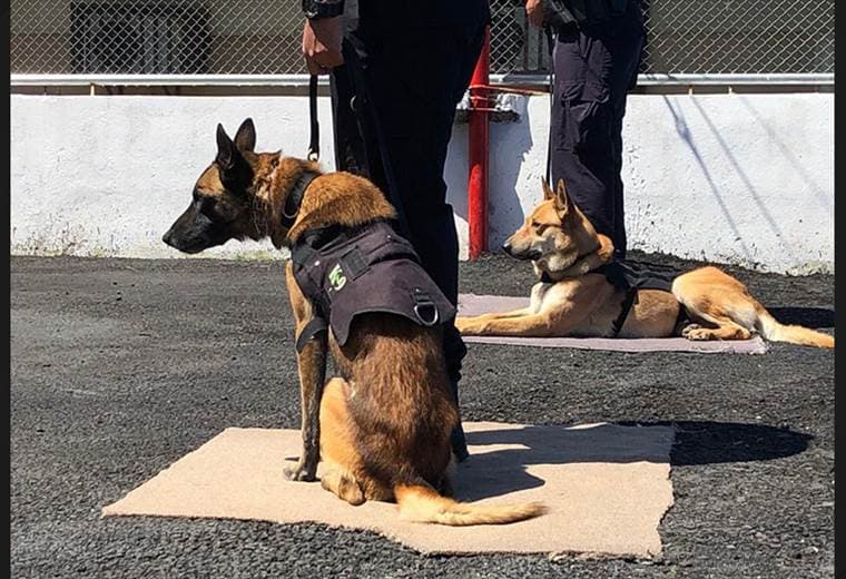 Dos perros se jubilaron de sus labores como policías en San José
