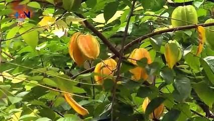 El corazón jacoveño británico