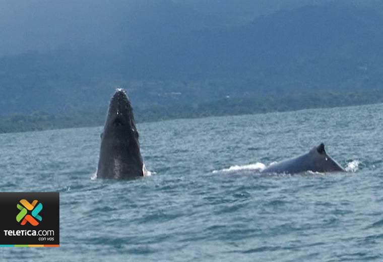 Avistamiento de ballenas en Osa