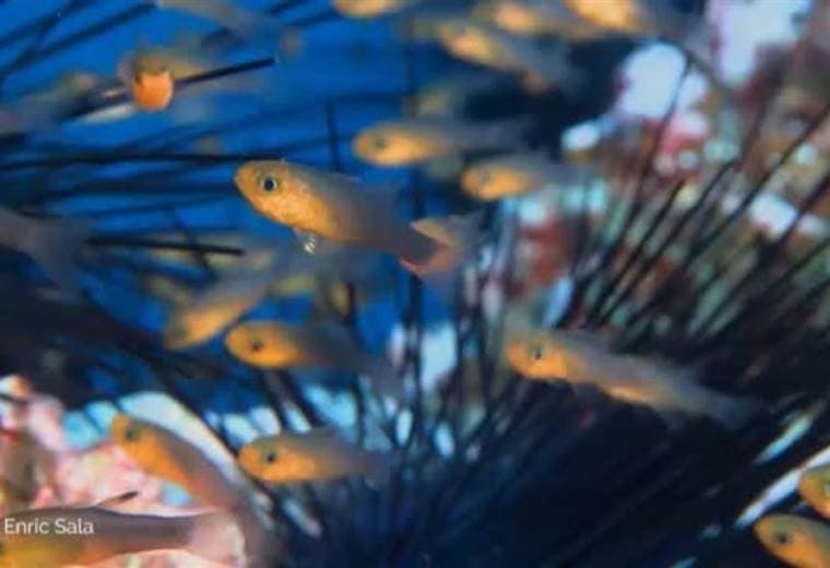 Campaña recauda fondos para proteger la Isla del Coco