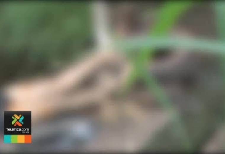 Autoridades hallaron cuerpo a la orilla del río Virilla detrás del Castella en Heredia