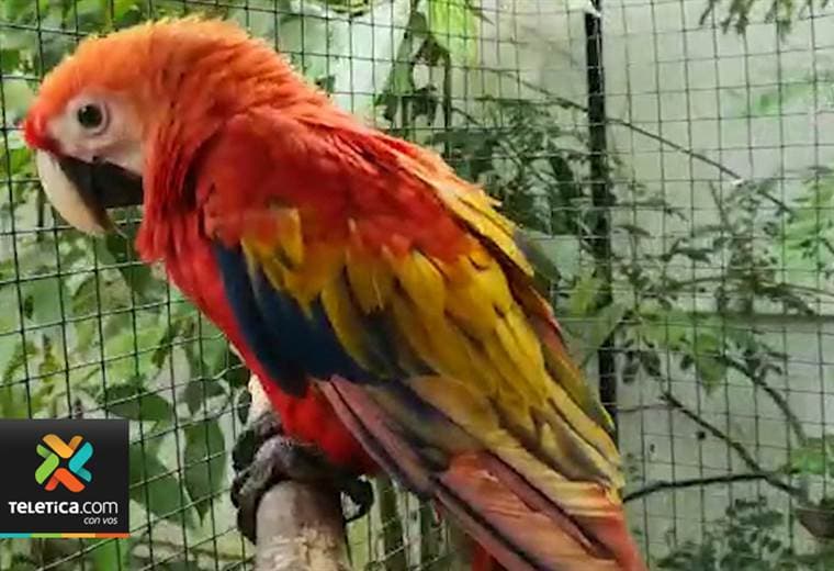 Lapa rescatada en San Carlos muestra en su plumaje consecuencias de cautiverio y mala alimentación