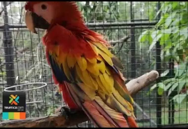 Lapa rescatada en San Carlos muestra en su plumaje consecuencias de cautiverio y mala alimentación