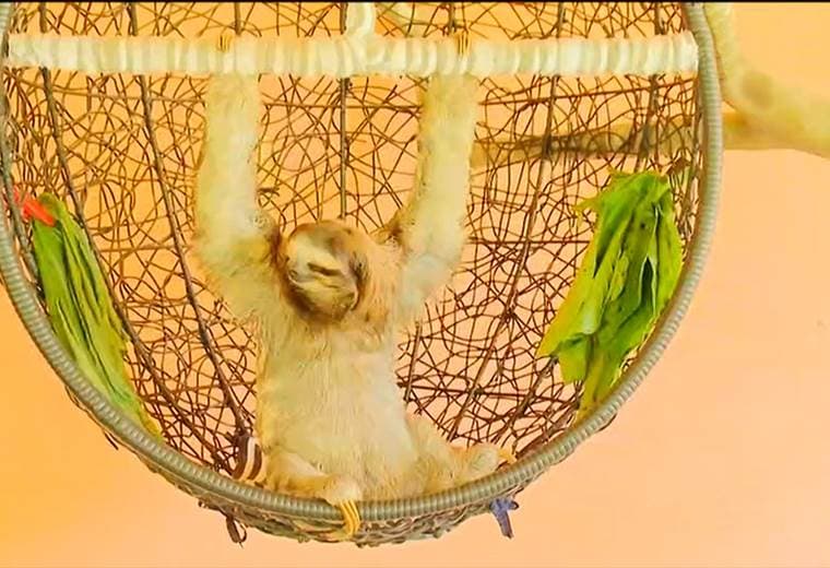 Conozca el Santuario de Perezosos en Cahuita