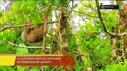 Conozca el Santuario de Perezosos en Cahuita