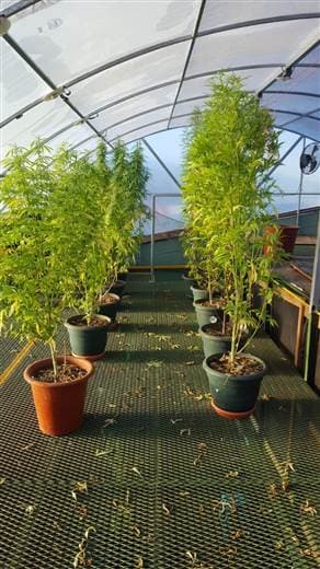 Marihuana decomisada