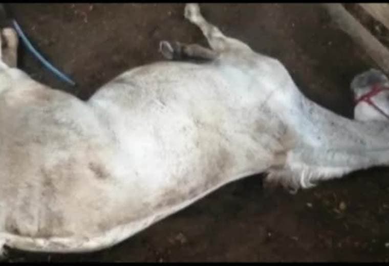 Alimentos contaminados serían causantes de cuadro nervioso que ya provocó muerte de caballos