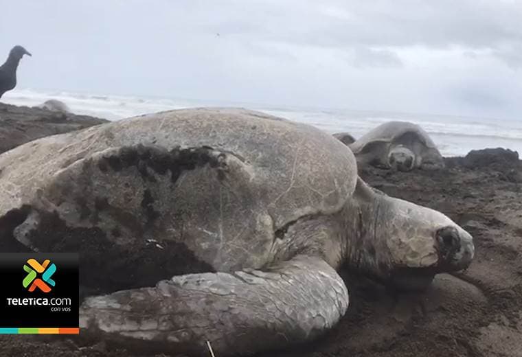 Guías y vecinos de Ostional en Santa Cruz tuvieron que sacar tortugas de casas durante este martes