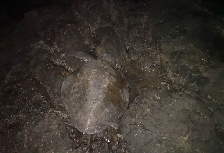 Facebook: Reimer Cortes Mora