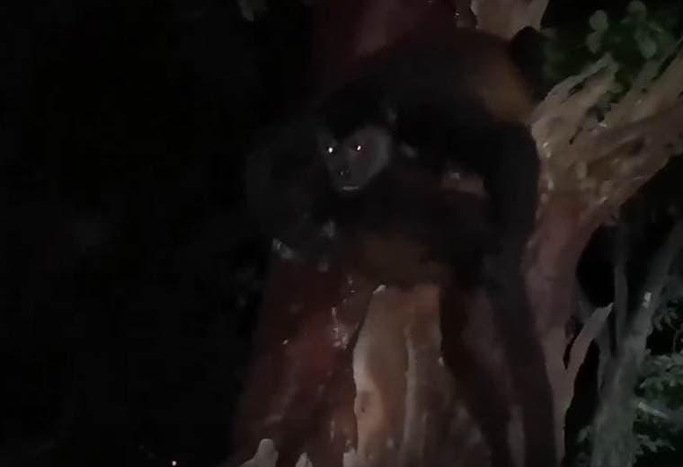 Facebook: Reimer Cortes Mora