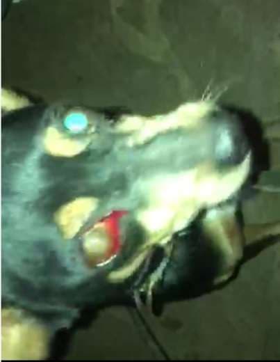 Cortesía: Costa Rica Informativo