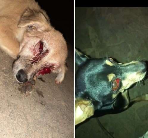 Cortesía: Costa Rica Informativo