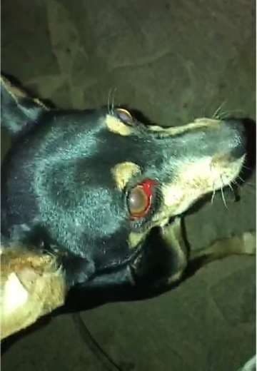 Cortesía: Costa Rica Informativo