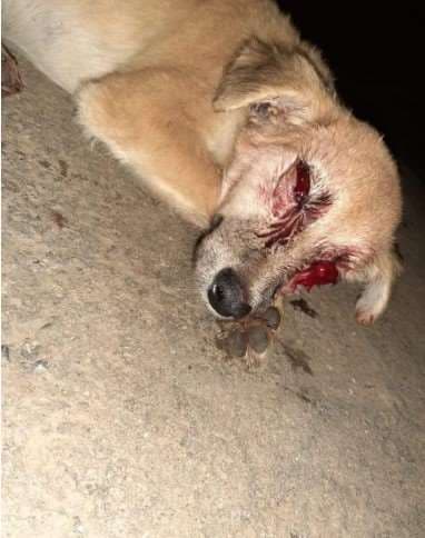 Fotografías: Irene Aguilar 