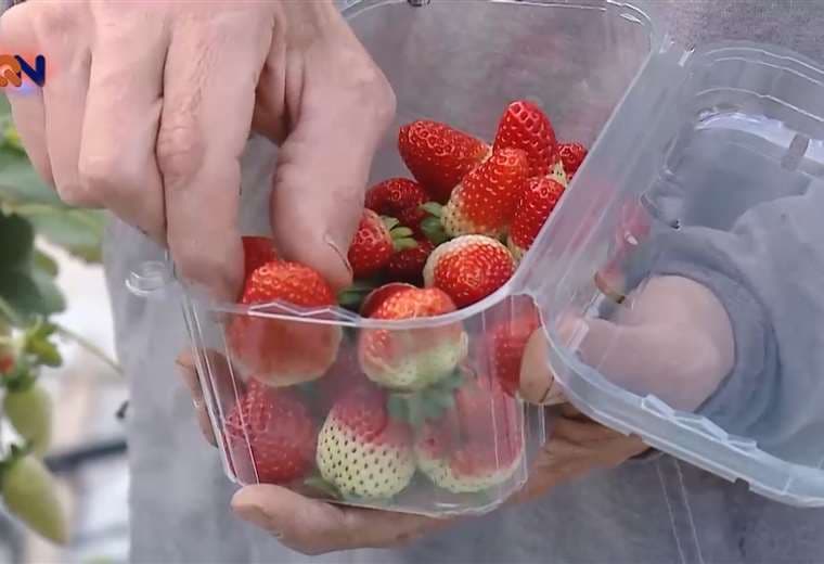 Consumo de fresas aumentó debido a la pandemia
