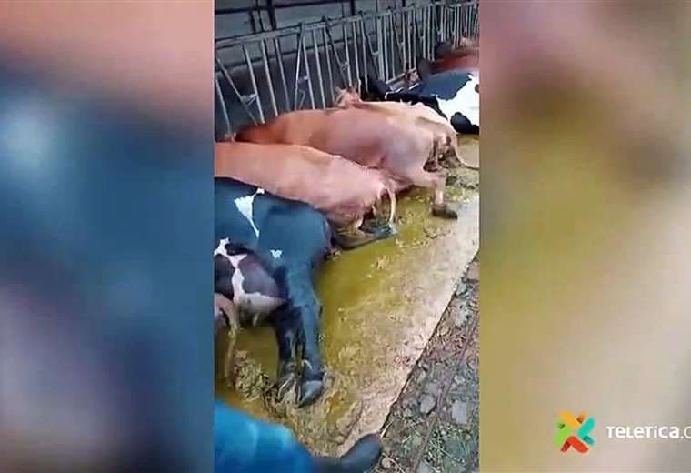 Falla eléctrica mata a 25 vacas lecheras en Bagaces
