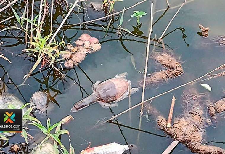 Decenas de tortugas mueren en India, probablemente envenenadas