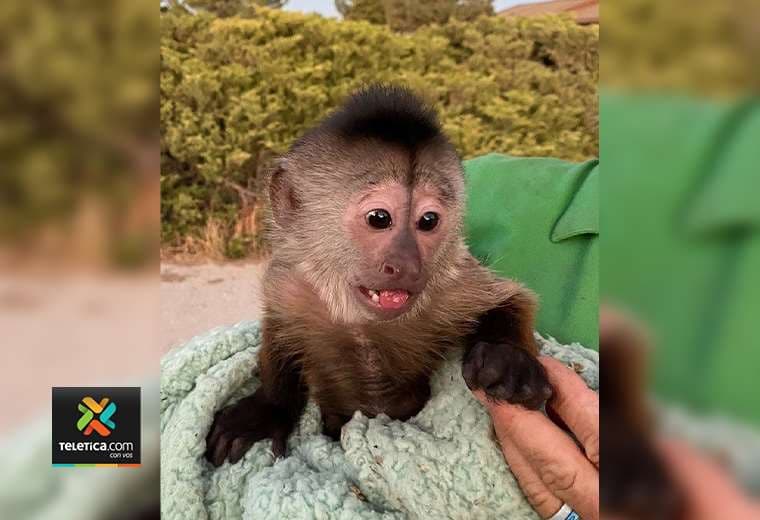 Mono travieso llama al 9-1-1 desde un zoológico