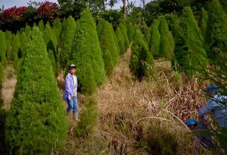 Compre su arbolito de Navidad en la Feria del Ciprés de San Cristóbal Norte