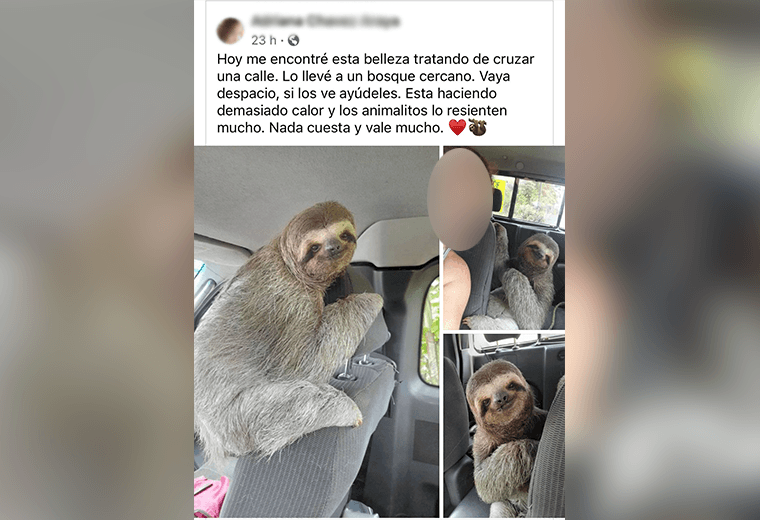 SINAC sobre publicación viral de joven con perezoso: “Trasegar vida silvestre es un delito”