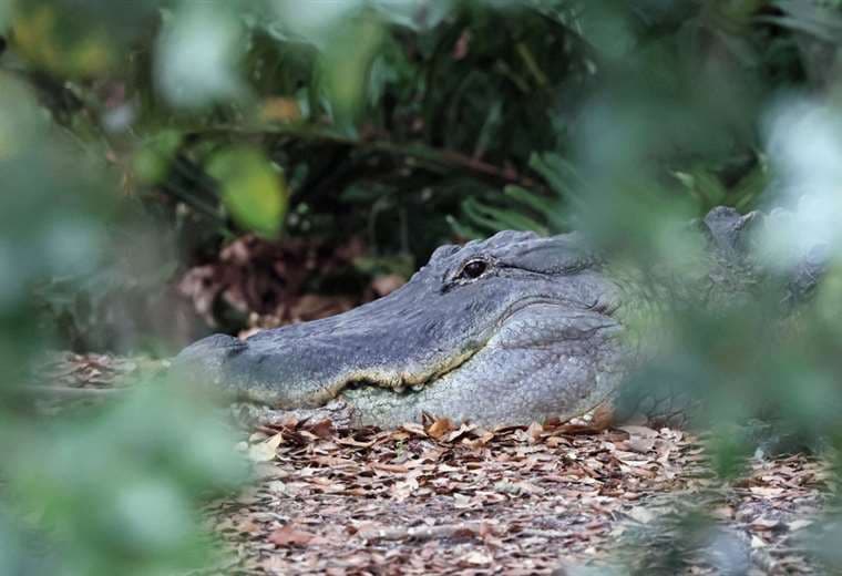 Namibia venderá 40 cocodrilos para intentar disminuir ataques a personas