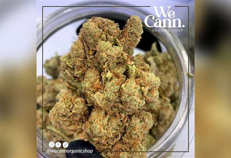 Salud alerta sobre página web que vende flores de cáñamo sin registro sanitario