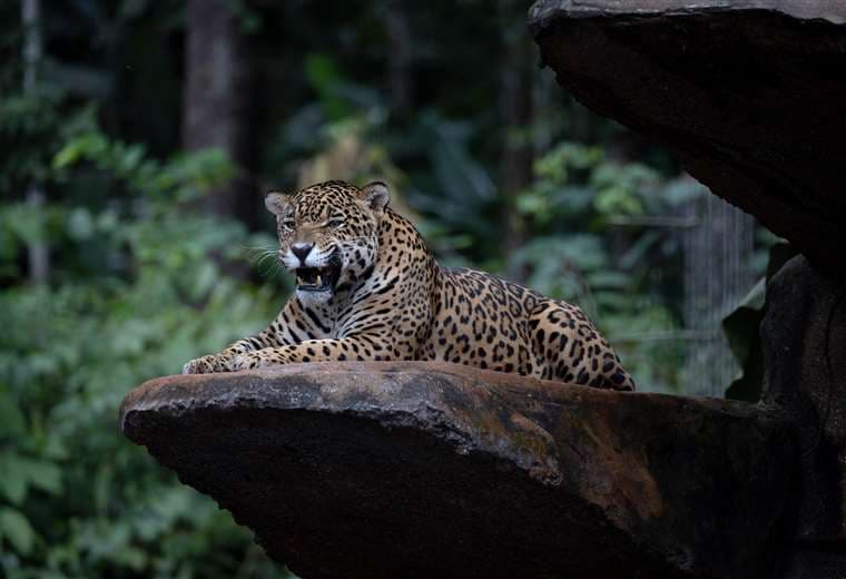 Iniciativa Jaguar, un nuevo paso regional para proteger al icónico animal