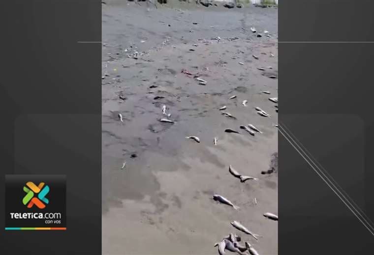 ¿Qué causó la muerte masiva de peces en Guacalillo? Senasa investiga