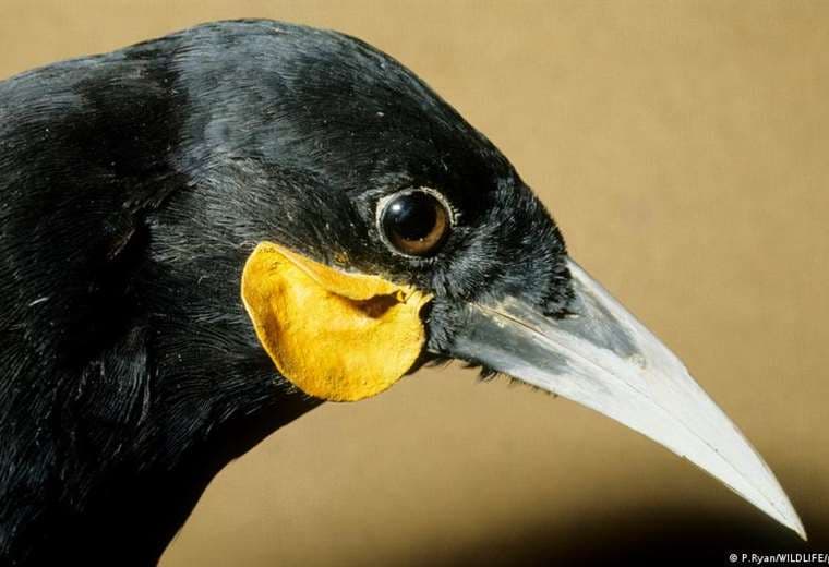 Pagan más de 28.000 dólares por una pluma de un ave extinta